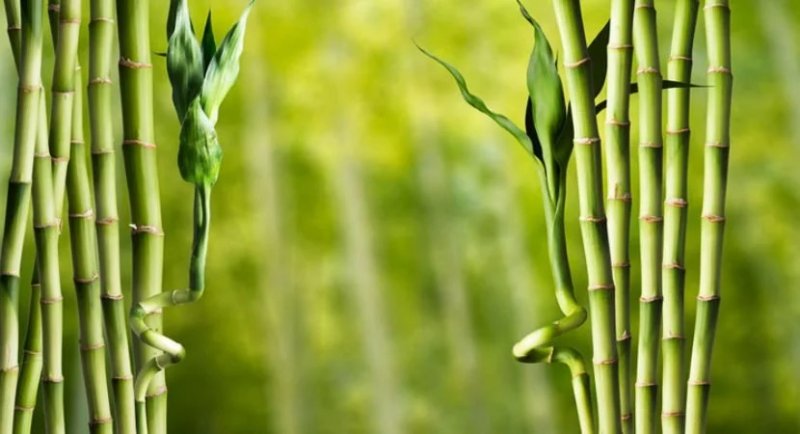 a-samambaia-e-o-830×450