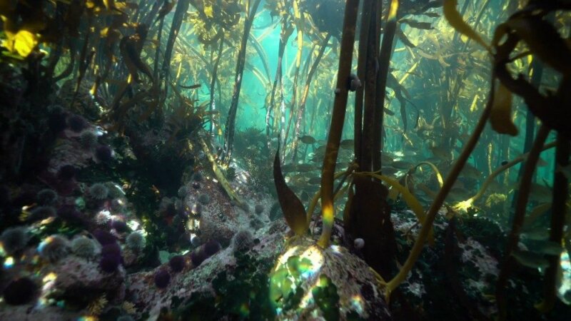 Laudato-Si-Ano-especial