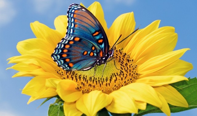borboleta2